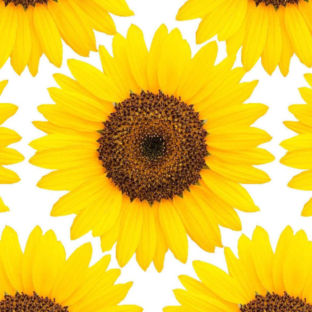 Sunflower Print Duct Tape (10 yds)